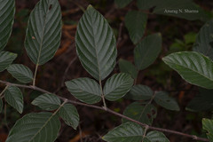 Desmodium pulchellum